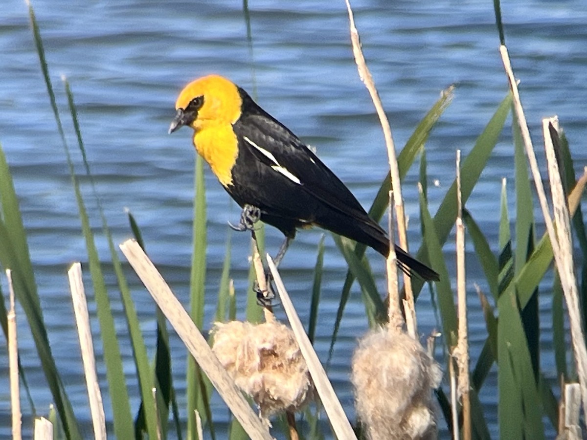 Yellow-headed Blackbird - ML620306660