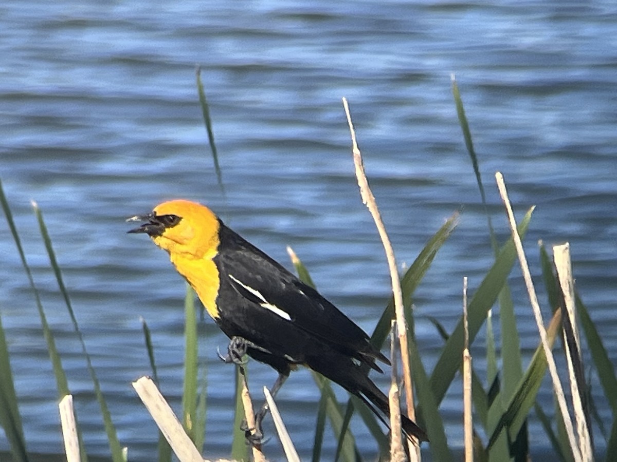 Yellow-headed Blackbird - ML620306661