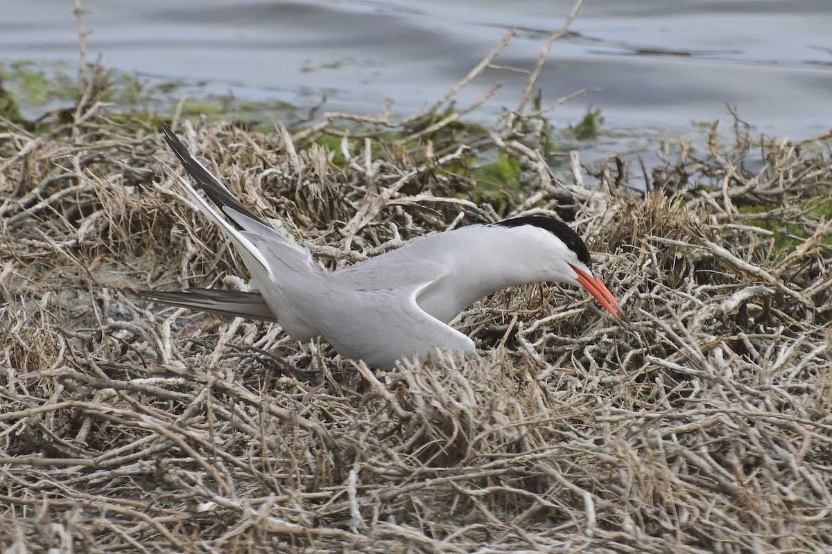 rybák obecný - ML620306663