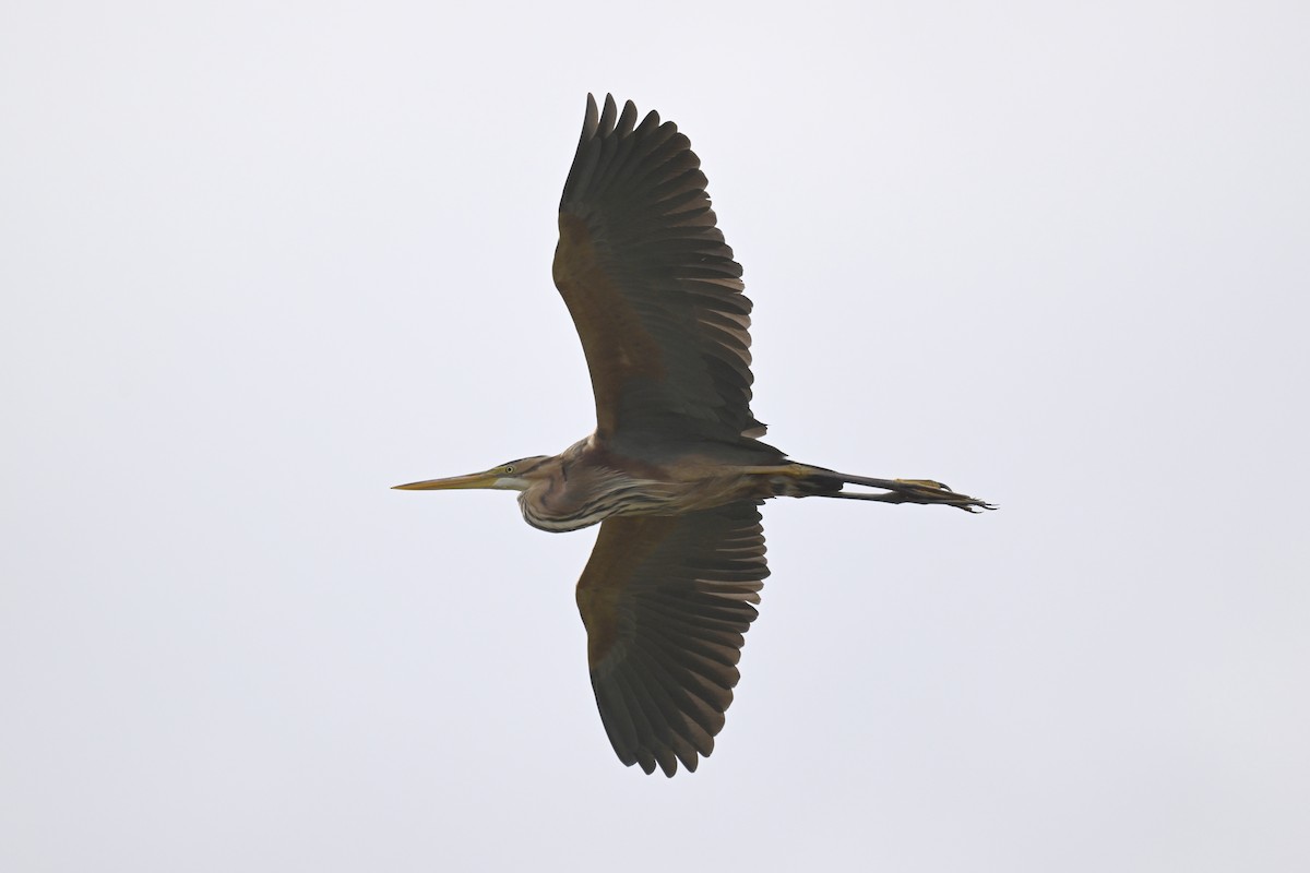 Purple Heron - ML620306664