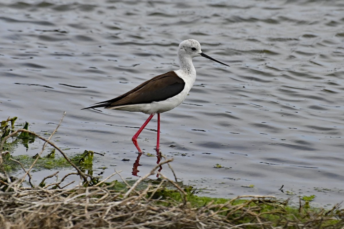 pisila čáponohá - ML620306666