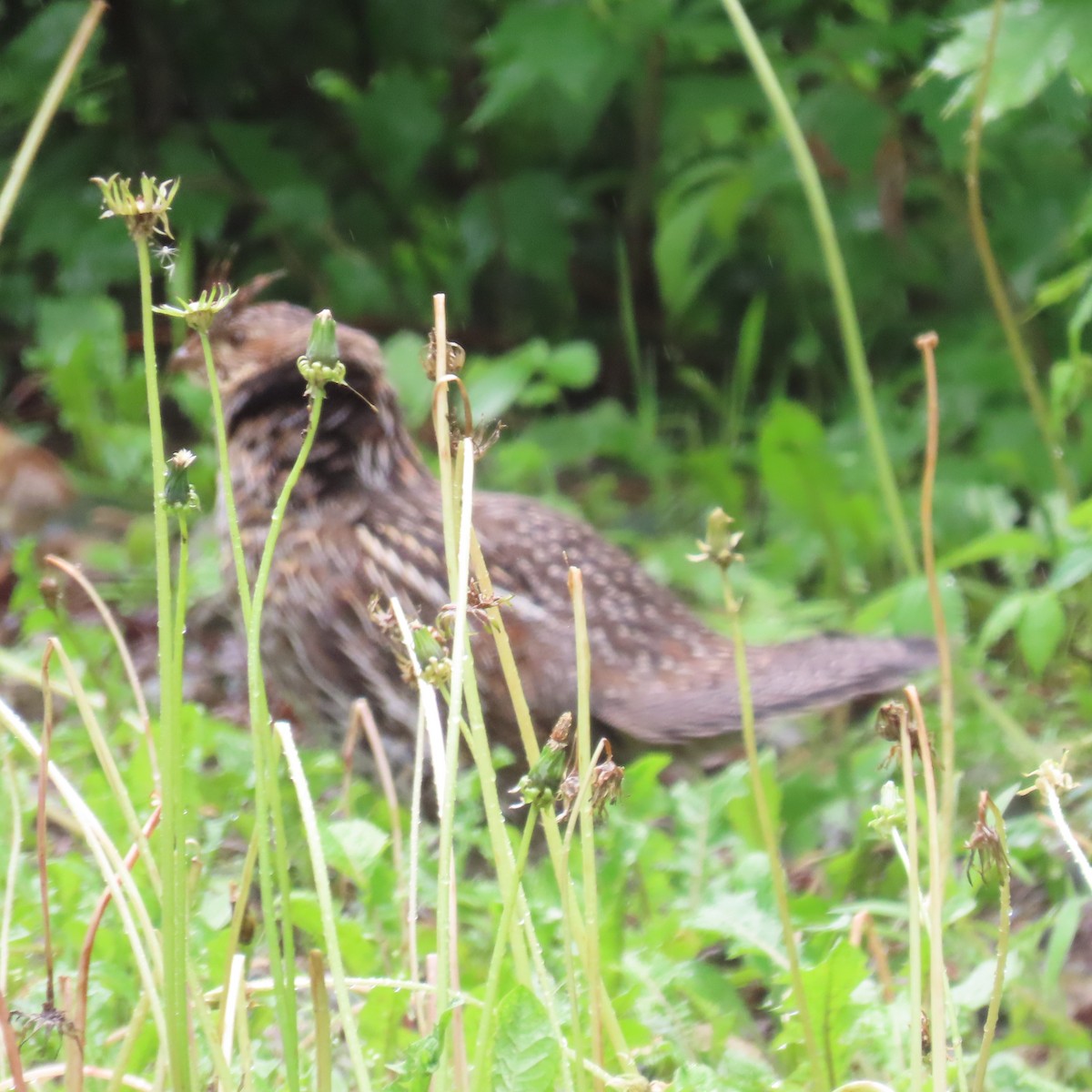 Ruffed Grouse - ML620306673