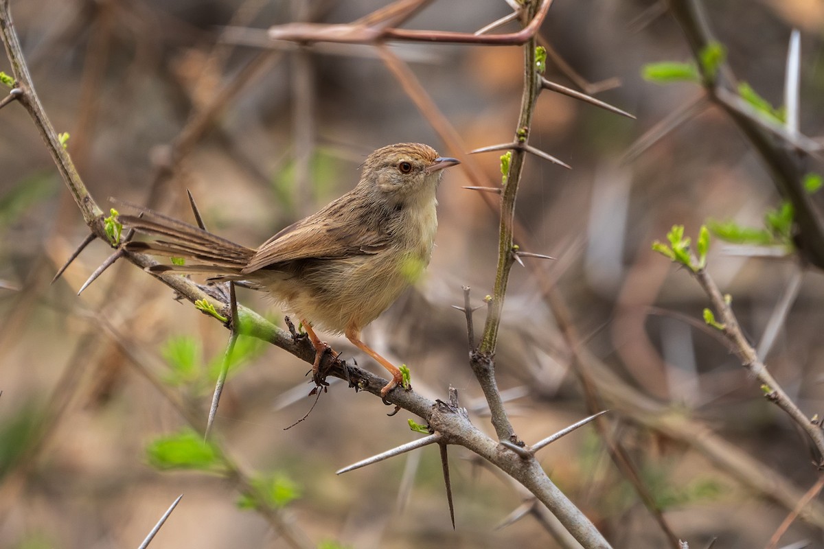 Graceful Prinia - ML620306680