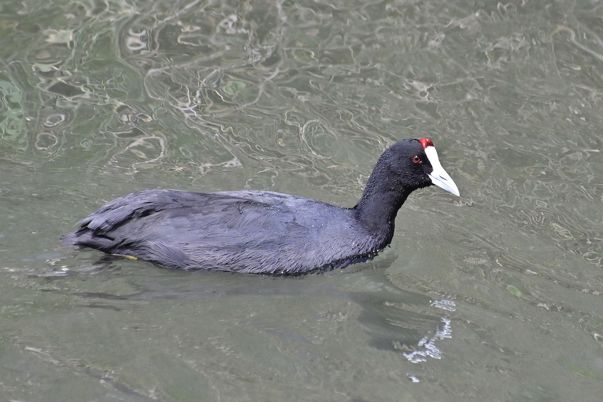 lyska hřebenatá - ML620306681