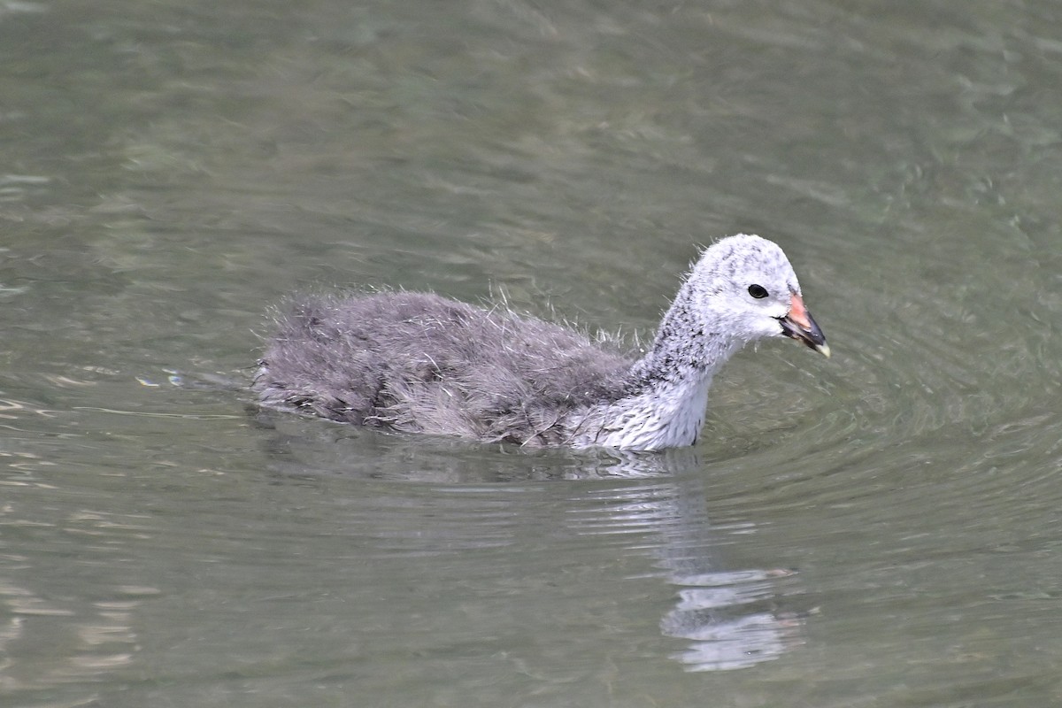 lyska hřebenatá - ML620306685