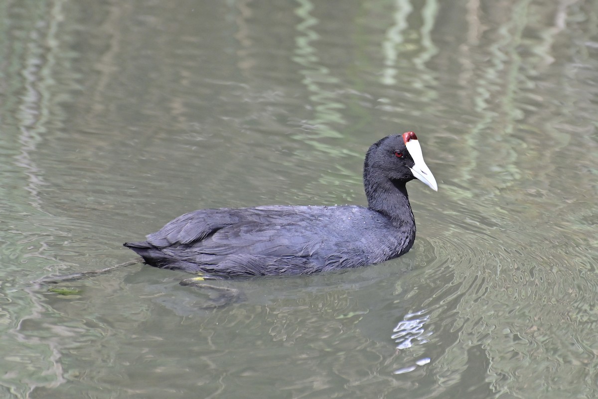 lyska hřebenatá - ML620306686