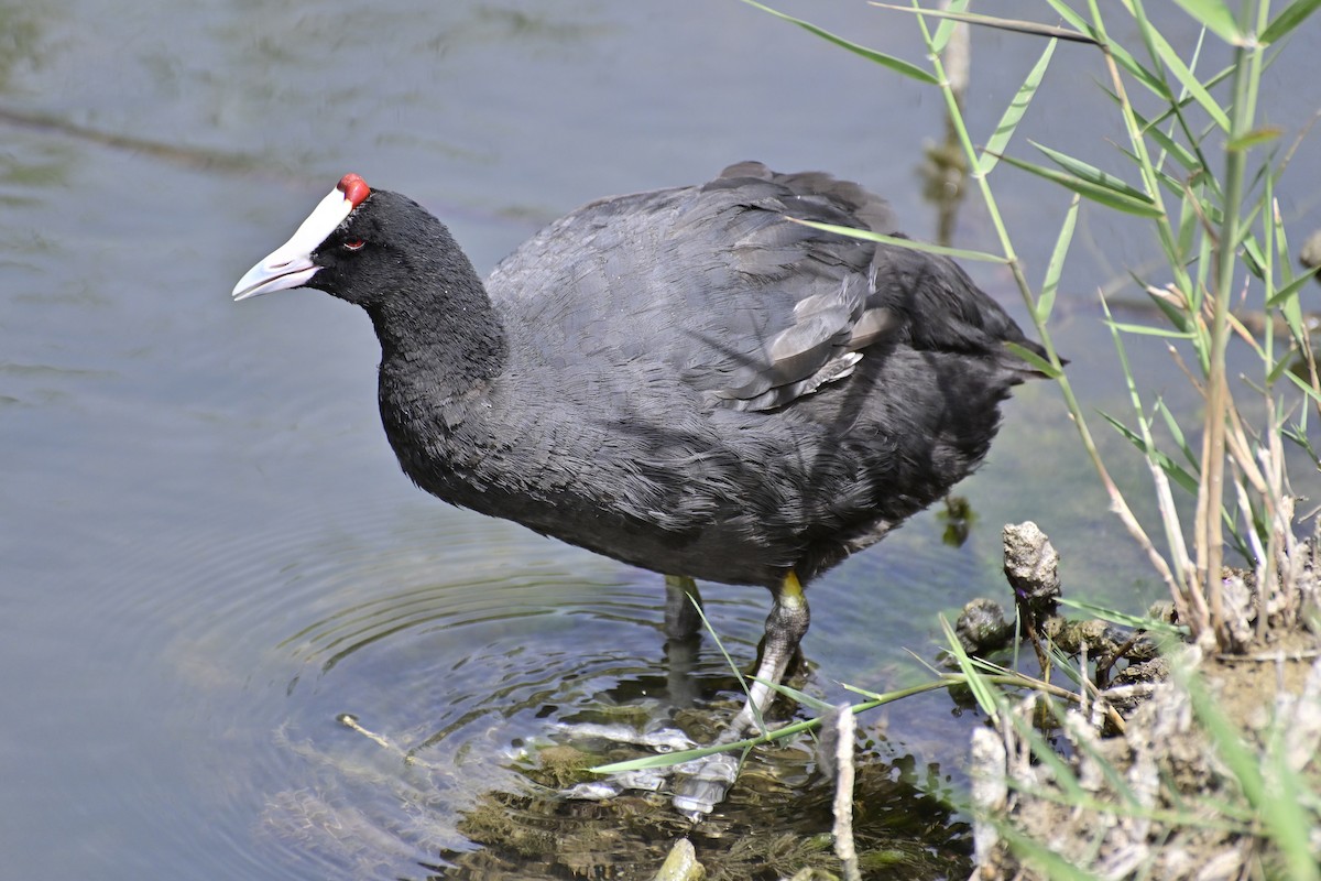 Red-knobbed Coot - ML620306691