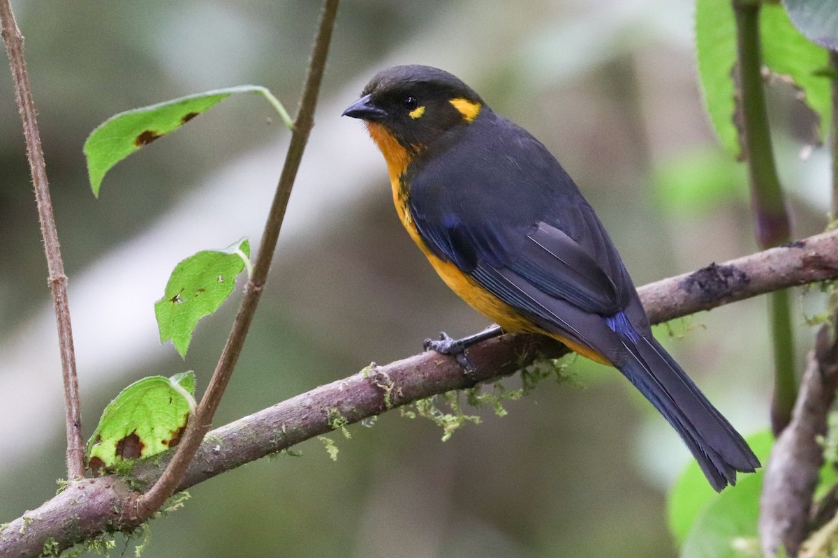 Lacrimose Mountain Tanager (palpebrosus Group) - ML620306698