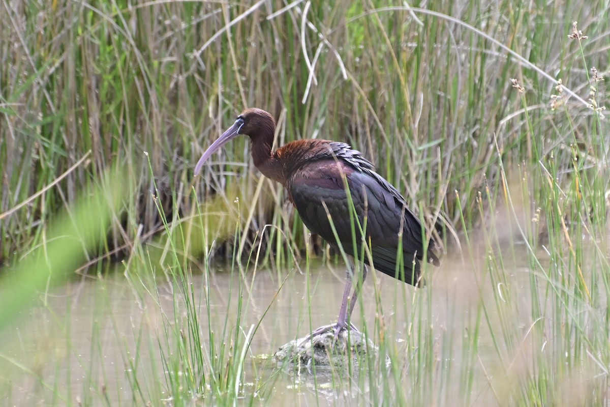 Glossy Ibis - ML620306699