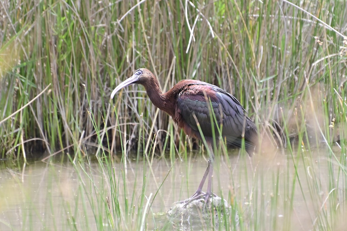 ibis hnědý - ML620306700