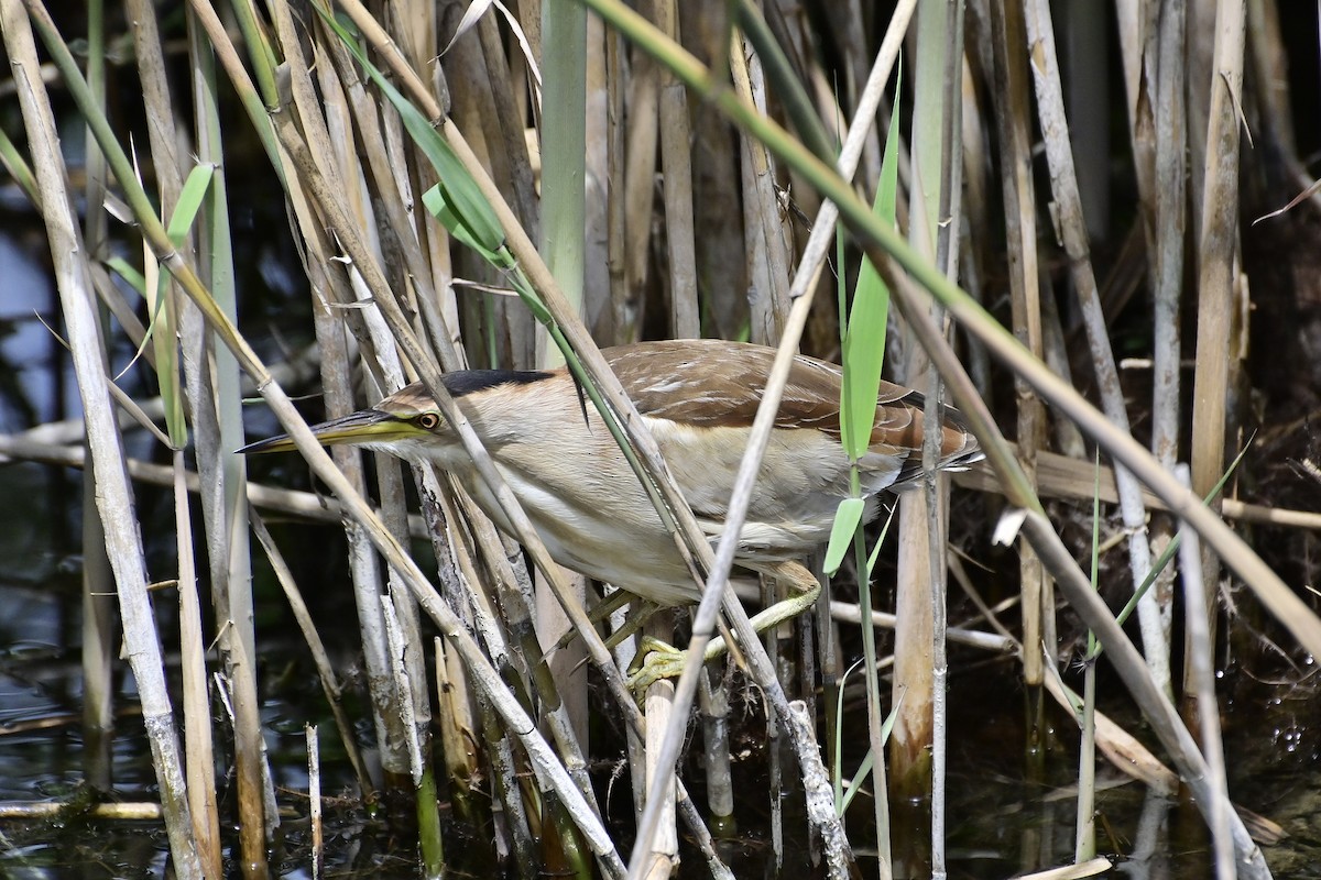 Little Bittern - ML620306713