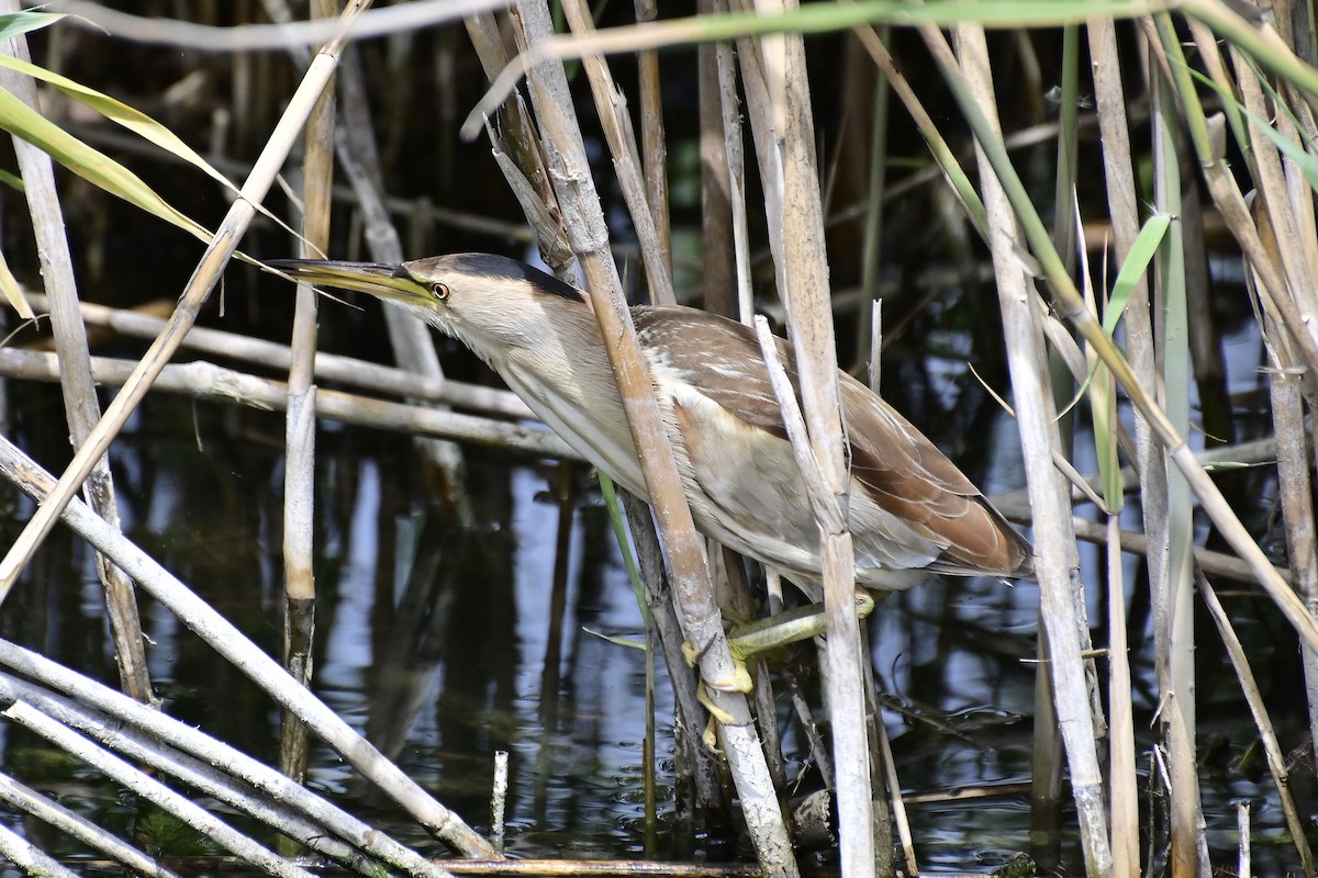 bukáček malý - ML620306718