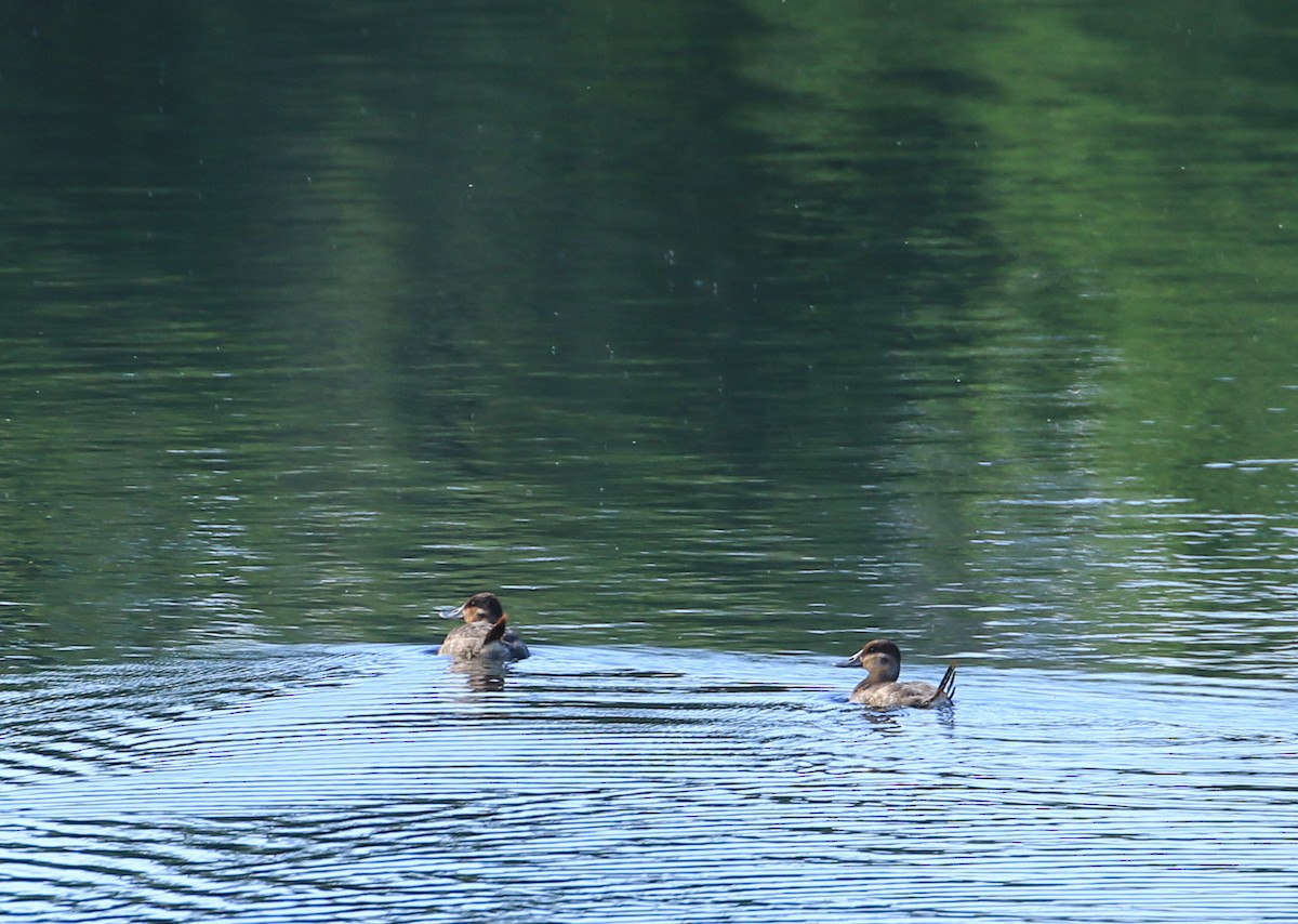 Ruddy Duck - ML620306721