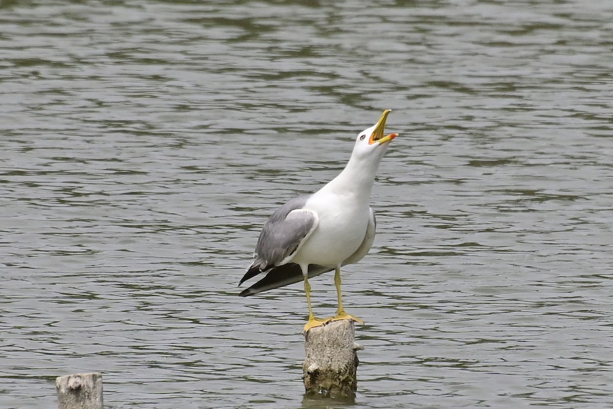 Yellow-legged Gull - ML620306727