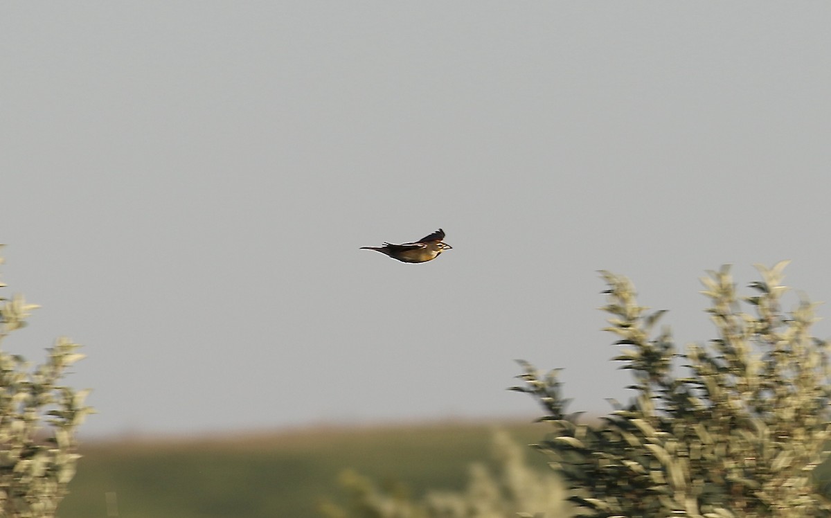 Dickcissel d'Amérique - ML620306731