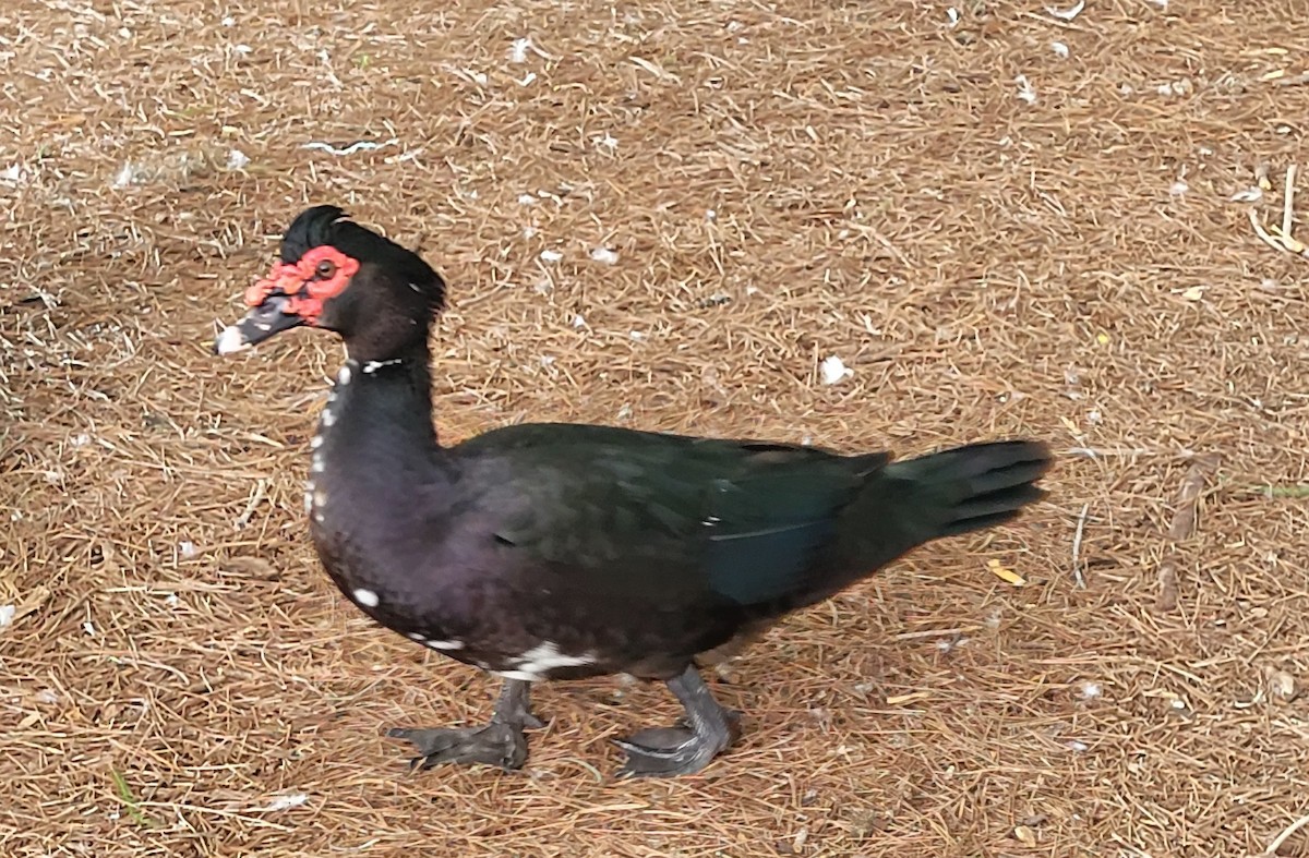 Muscovy Duck (Domestic type) - ML620306733
