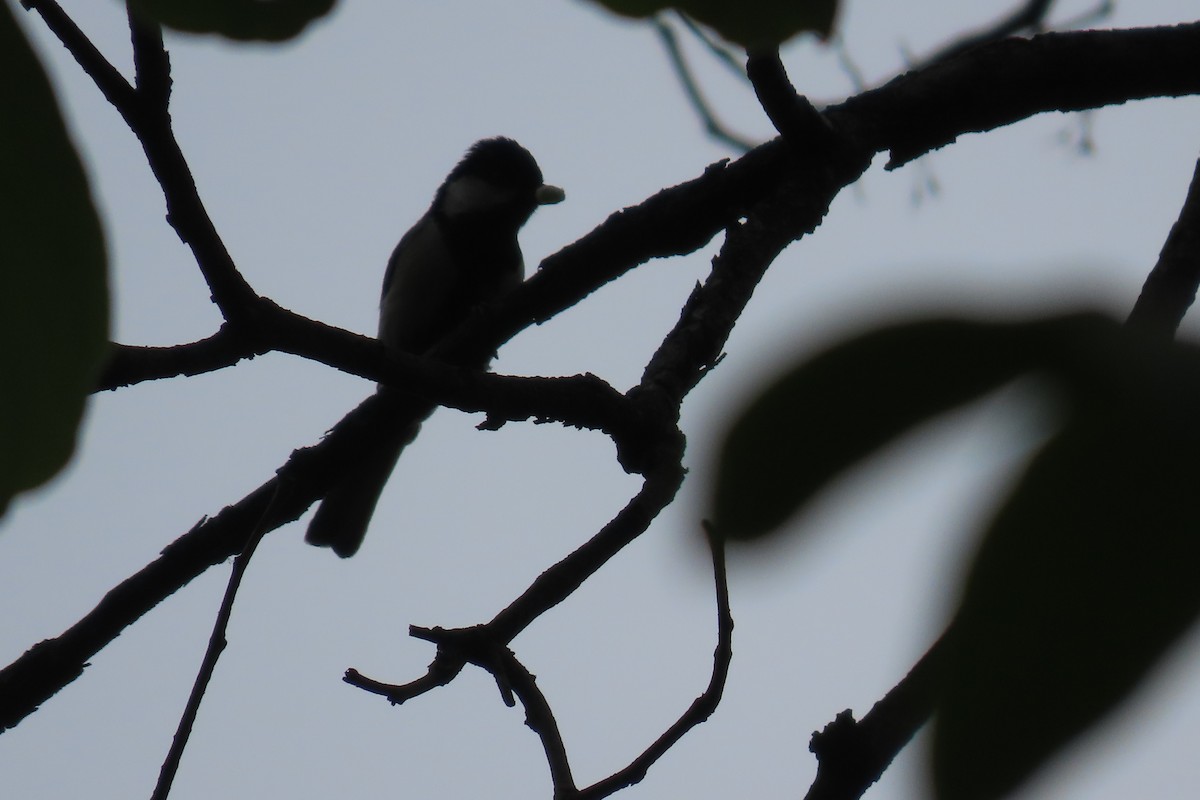 Cinereous Tit - ML620306736