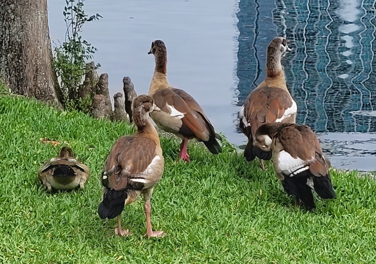 Egyptian Goose - ML620306740