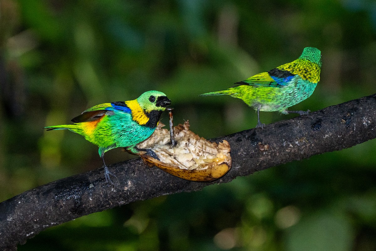 Green-headed Tanager - ML620306741