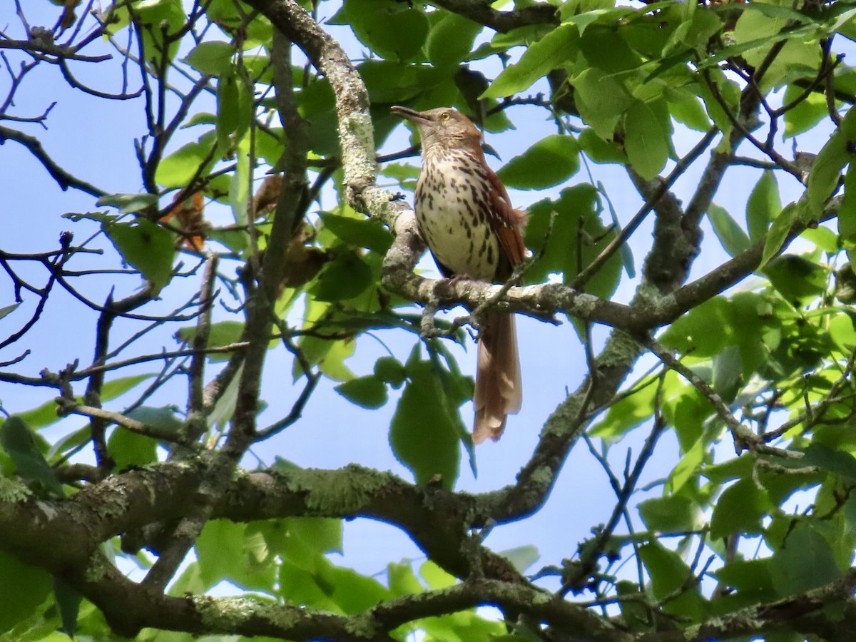 Brown Thrasher - ML620306743