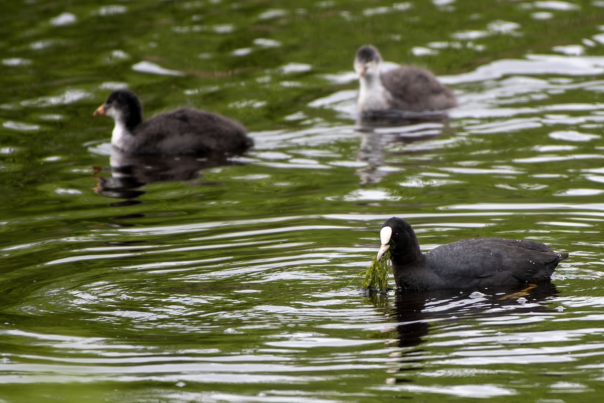 Eurasian Coot - ML620306744