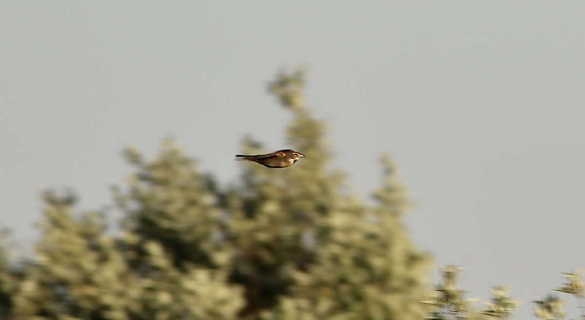 Dickcissel d'Amérique - ML620306745