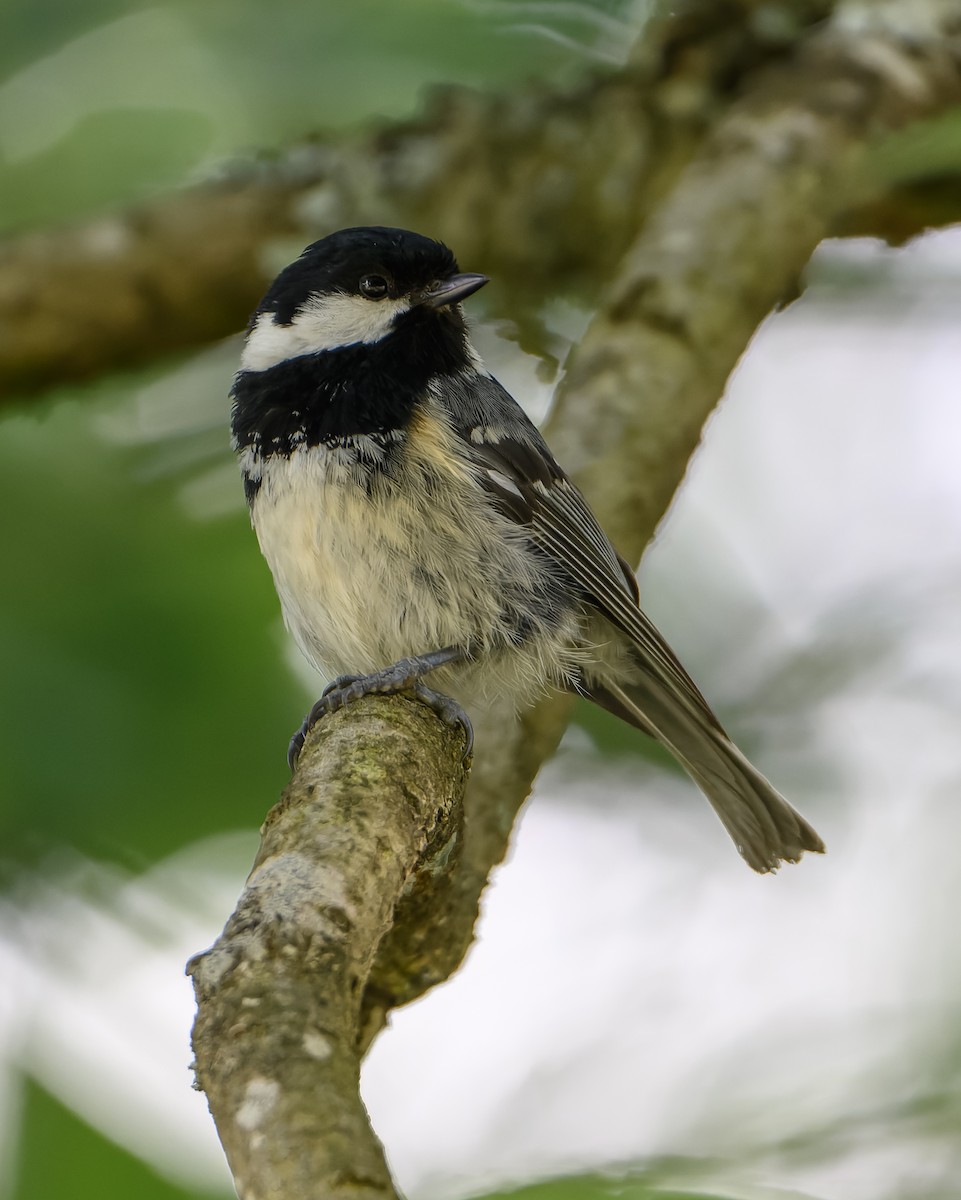 Coal Tit - Frederik Gustavsson