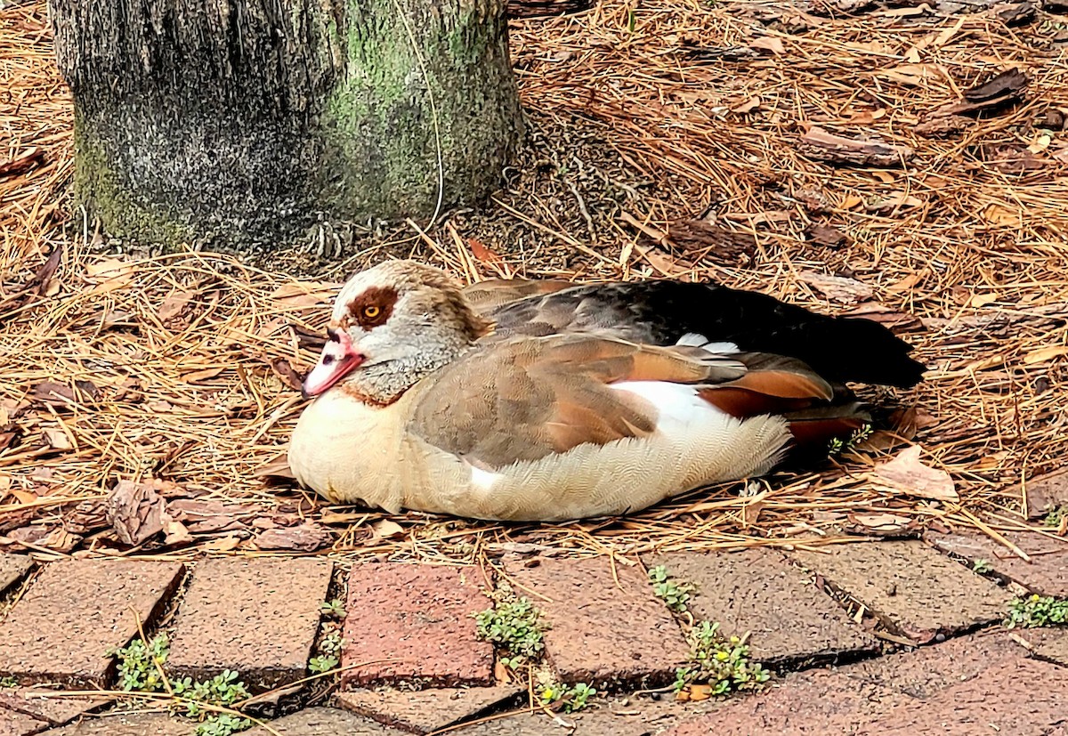 Egyptian Goose - ML620306747