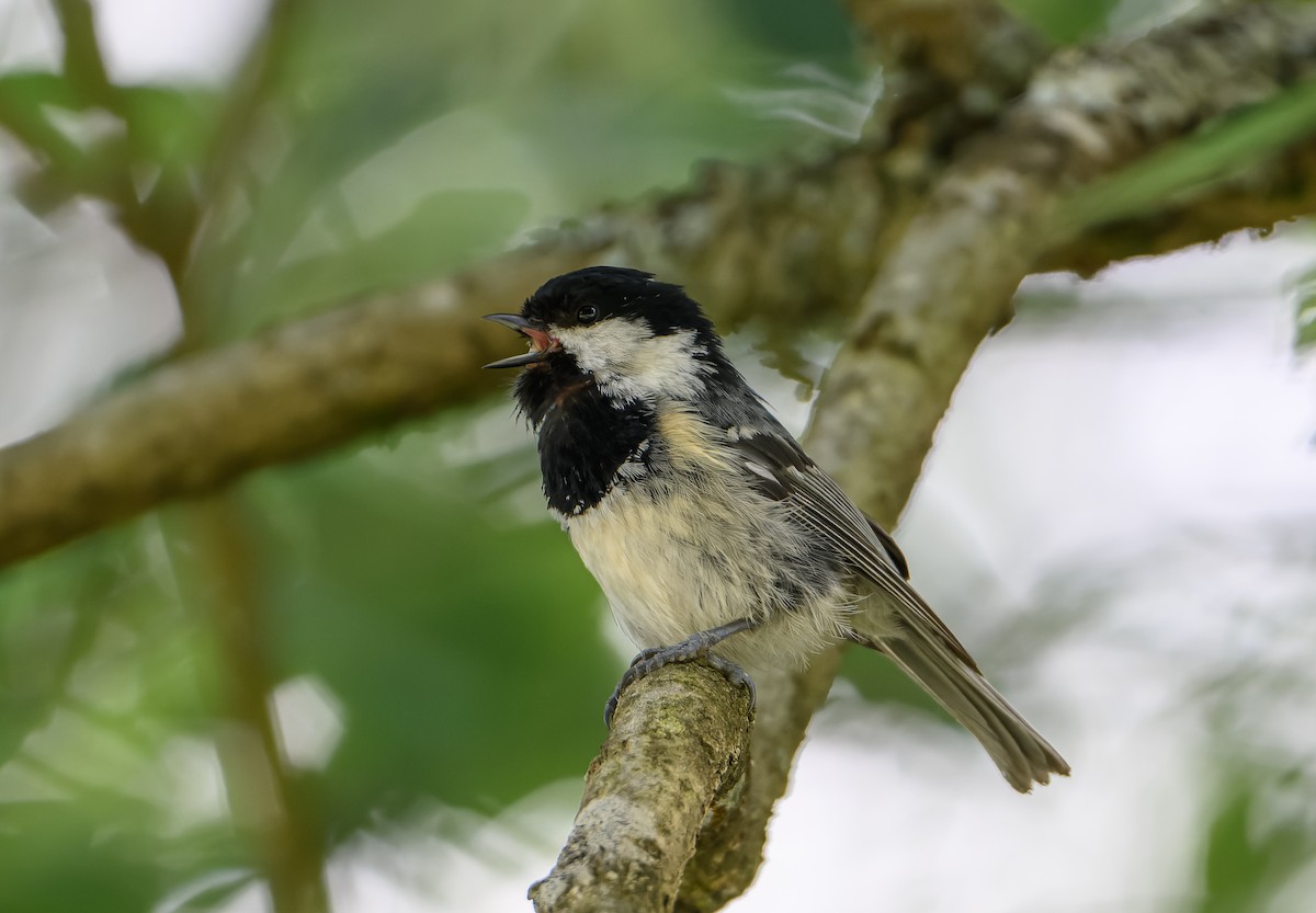 Coal Tit - ML620306748