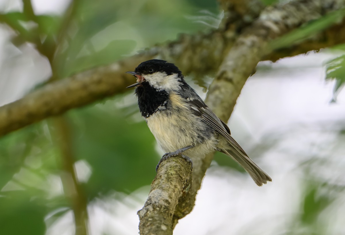 Coal Tit - ML620306749