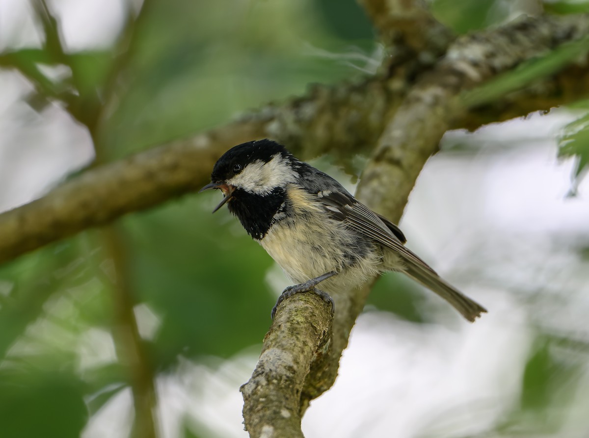 Coal Tit - ML620306751