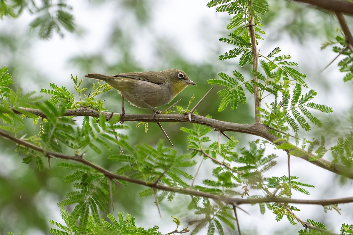 Abyssinian White-eye - ML620306753