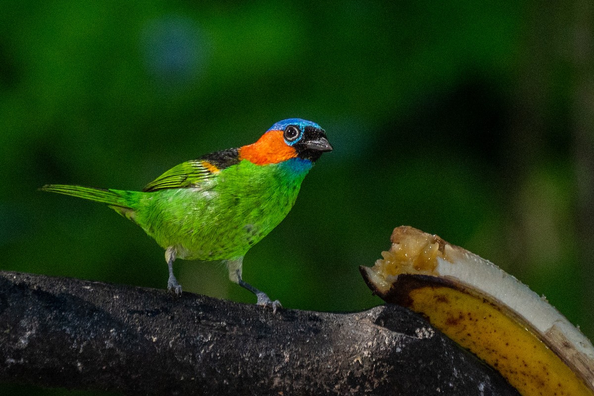Red-necked Tanager - ML620306758