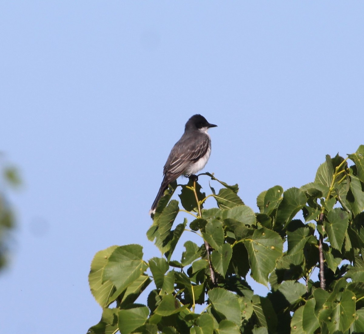 Eastern Kingbird - ML620306762