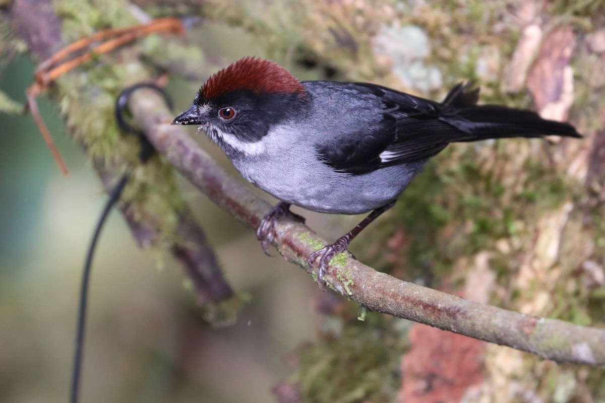 Slaty Brushfinch (Slaty) - ML620306768