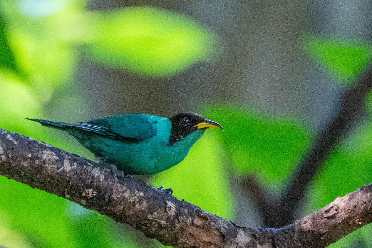 Green Honeycreeper - ML620306771