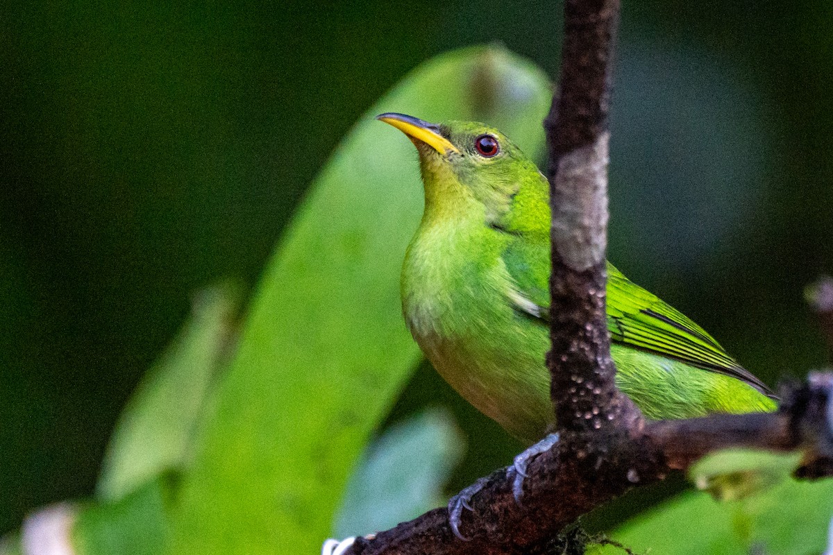 Green Honeycreeper - ML620306772