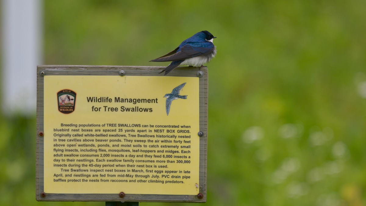 Tree Swallow - ML620306773