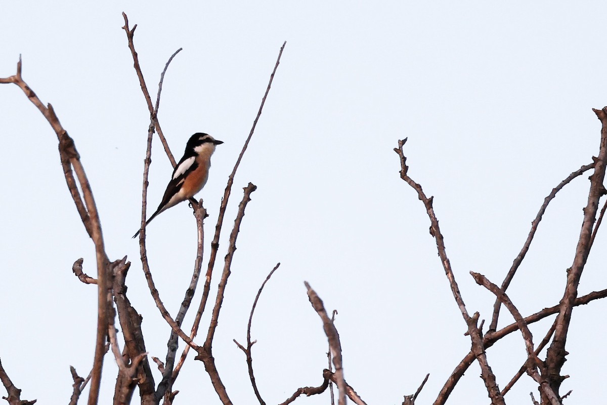 Masked Shrike - ML620306776