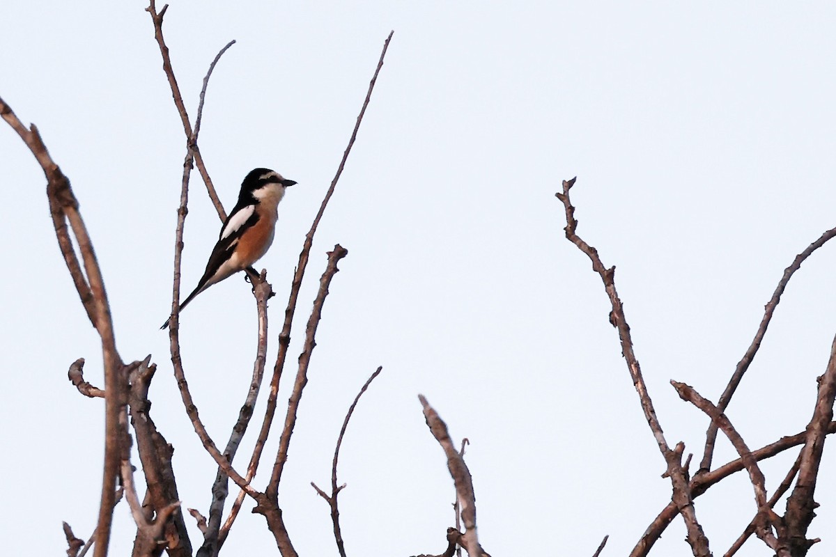 Masked Shrike - ML620306778