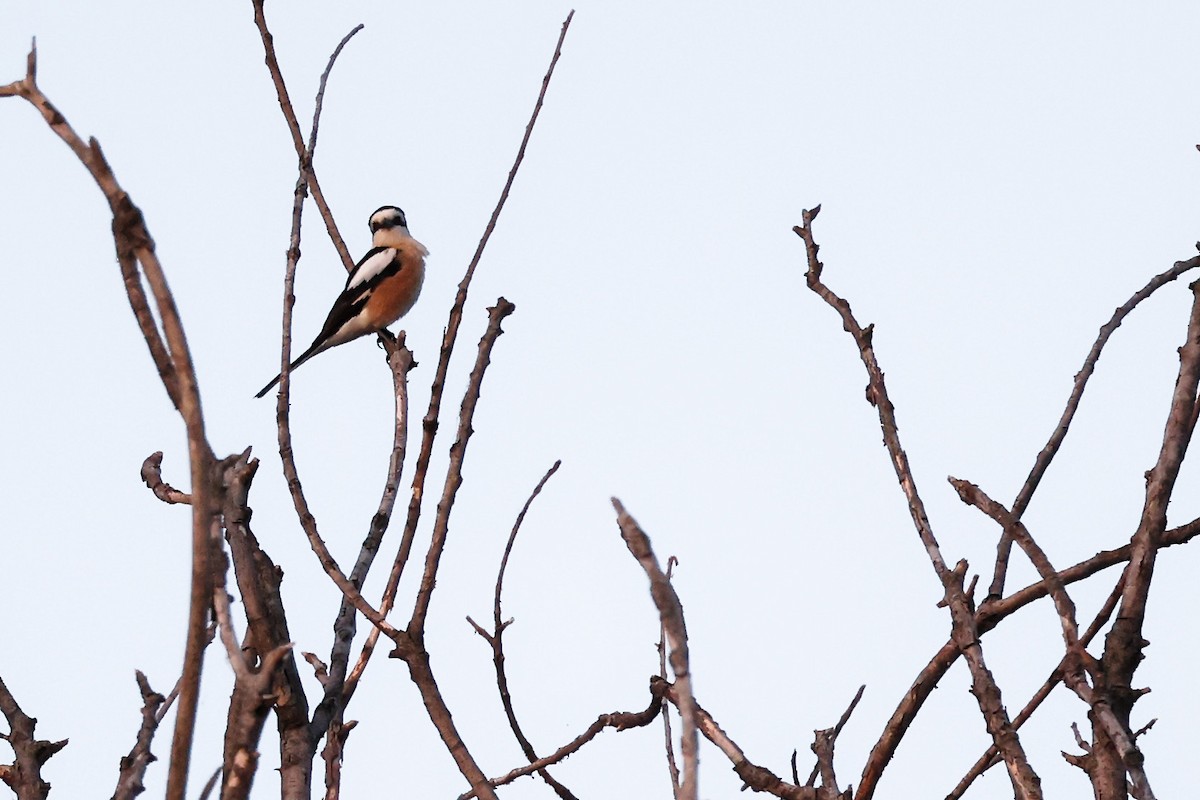 Masked Shrike - ML620306780