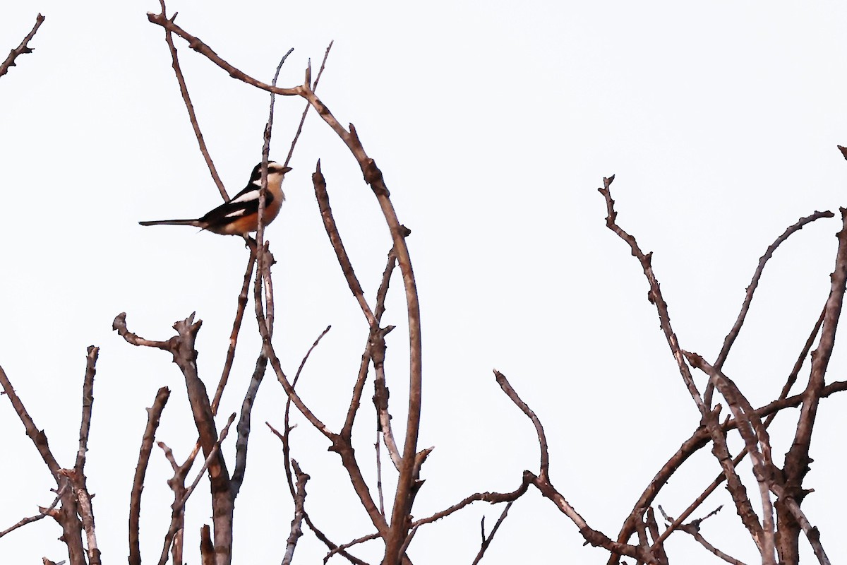 Masked Shrike - ML620306781