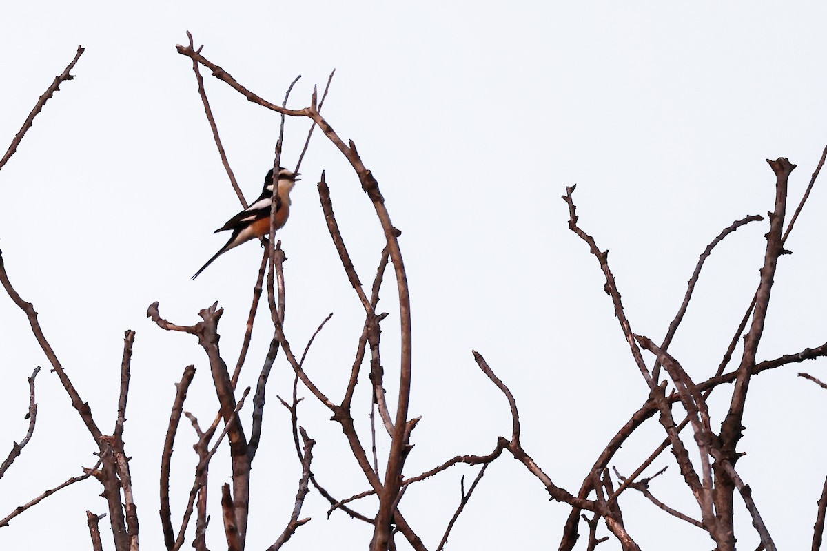 Masked Shrike - ML620306783