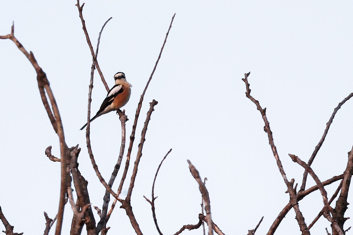 Masked Shrike - ML620306785