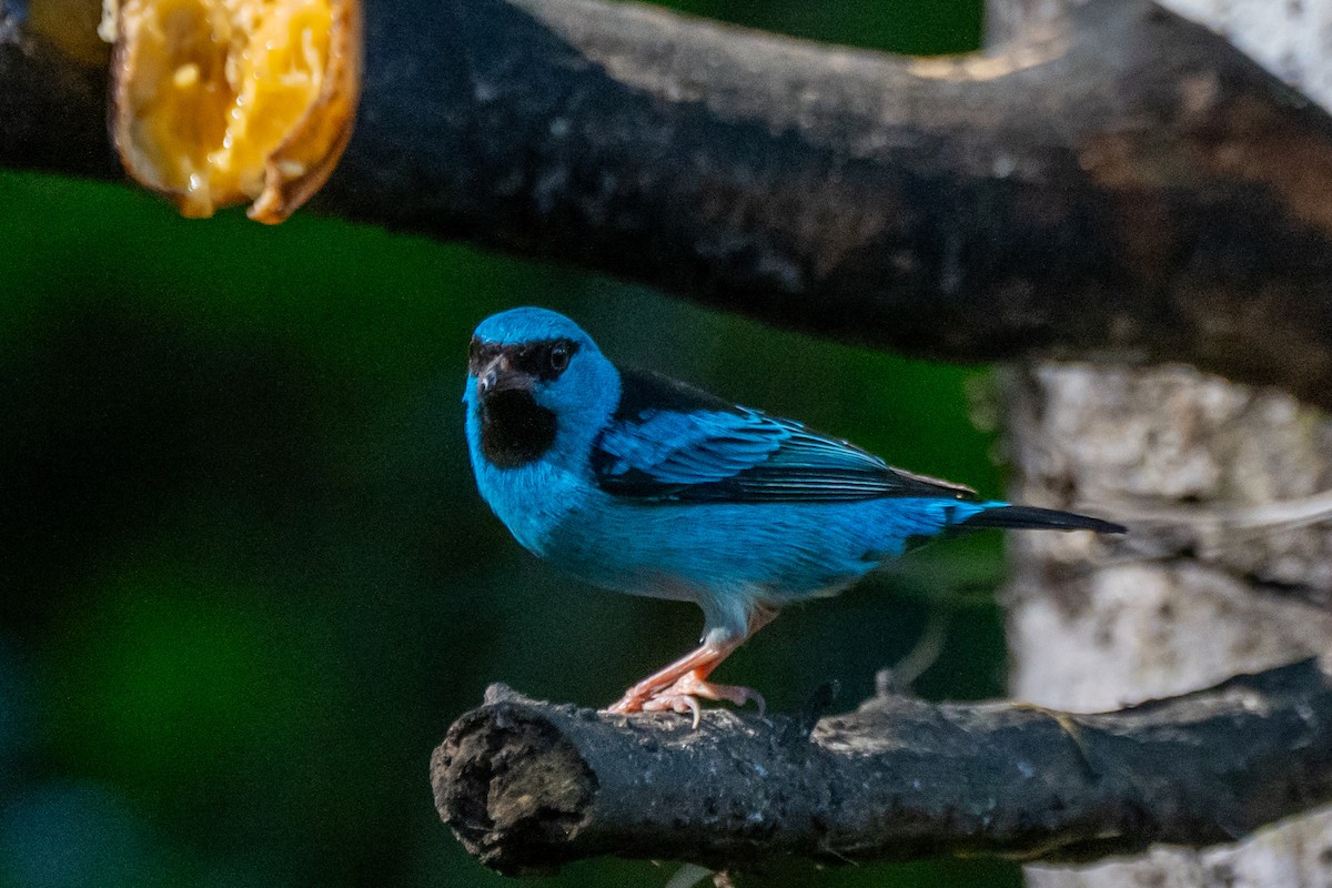 Blue Dacnis - ML620306786