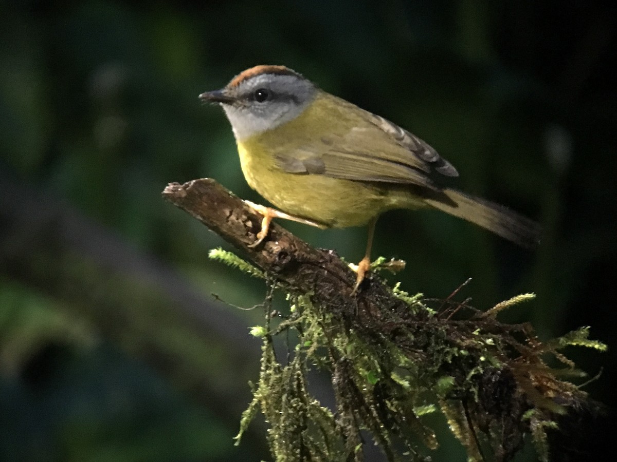 Russet-crowned Warbler - ML620306787