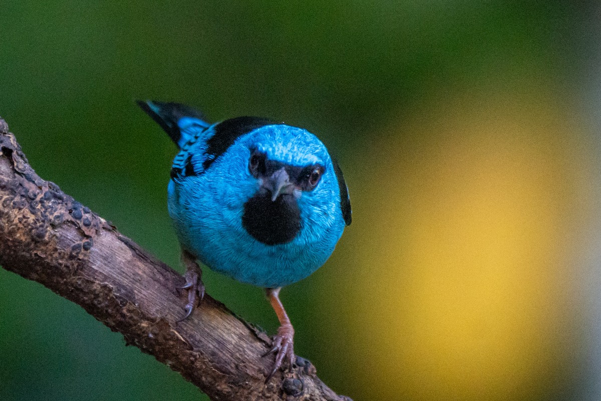 Blue Dacnis - ML620306788