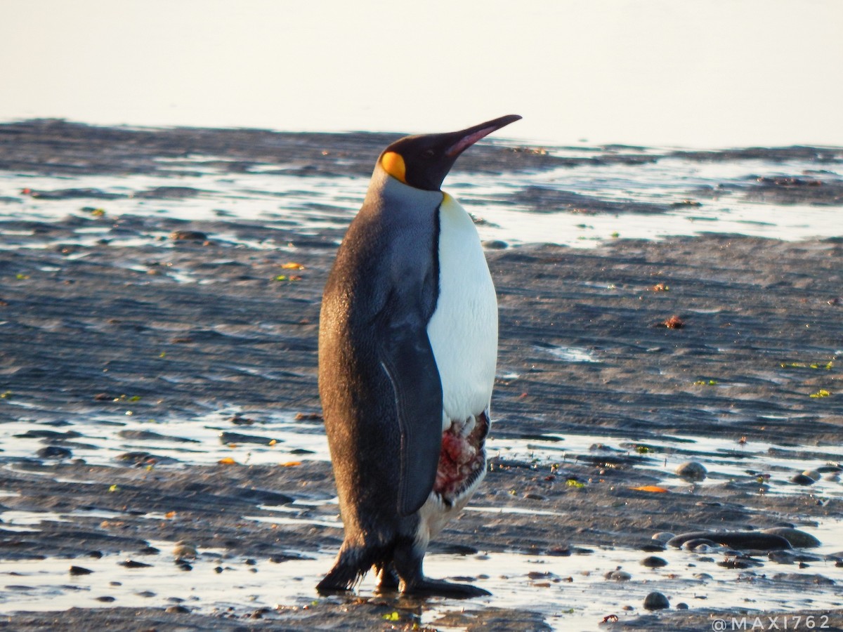 King Penguin - ML620306791