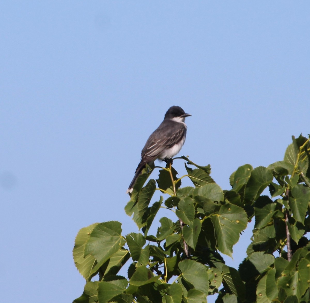 Eastern Kingbird - ML620306792