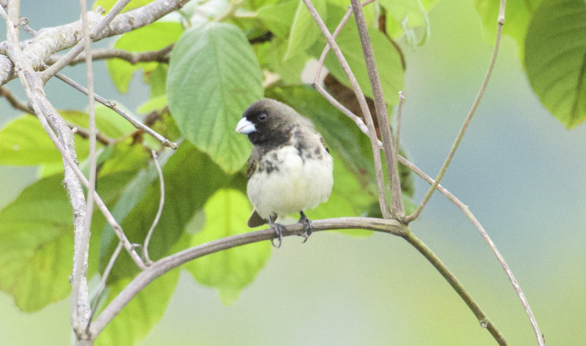 Yellow-bellied Seedeater - ML620306793